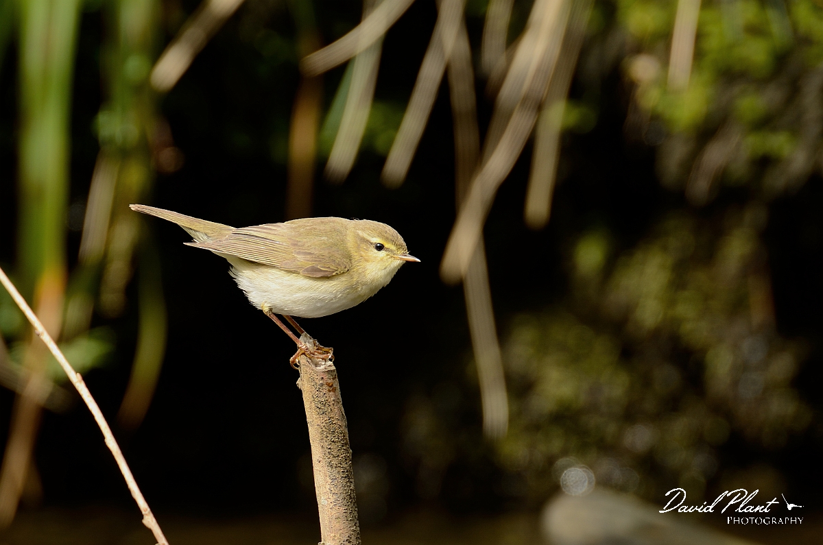 David Plant Photography - Wildlife Photography - Willow warbler - I.jpg - Willow warbler on stick - Gwynedd