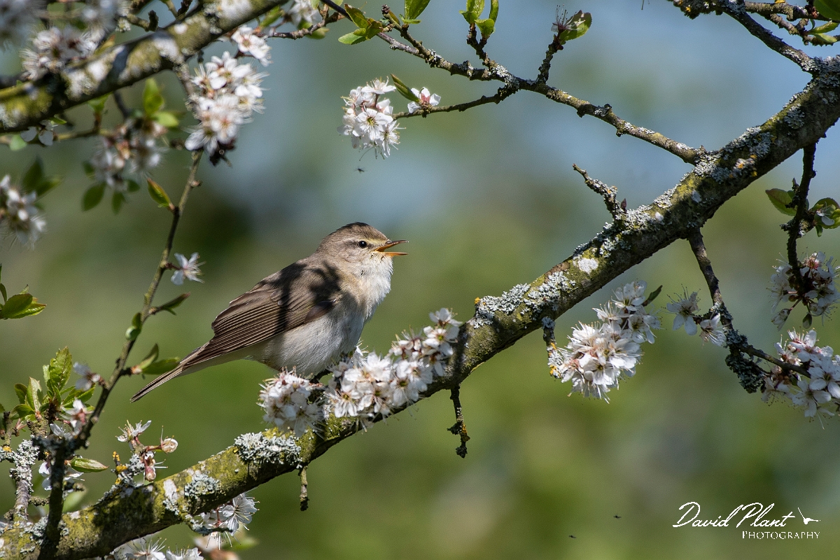 David Plant Photography - Wildlife Photography - Willow warbler - J.jpg - Willow warbler - Leicestershire