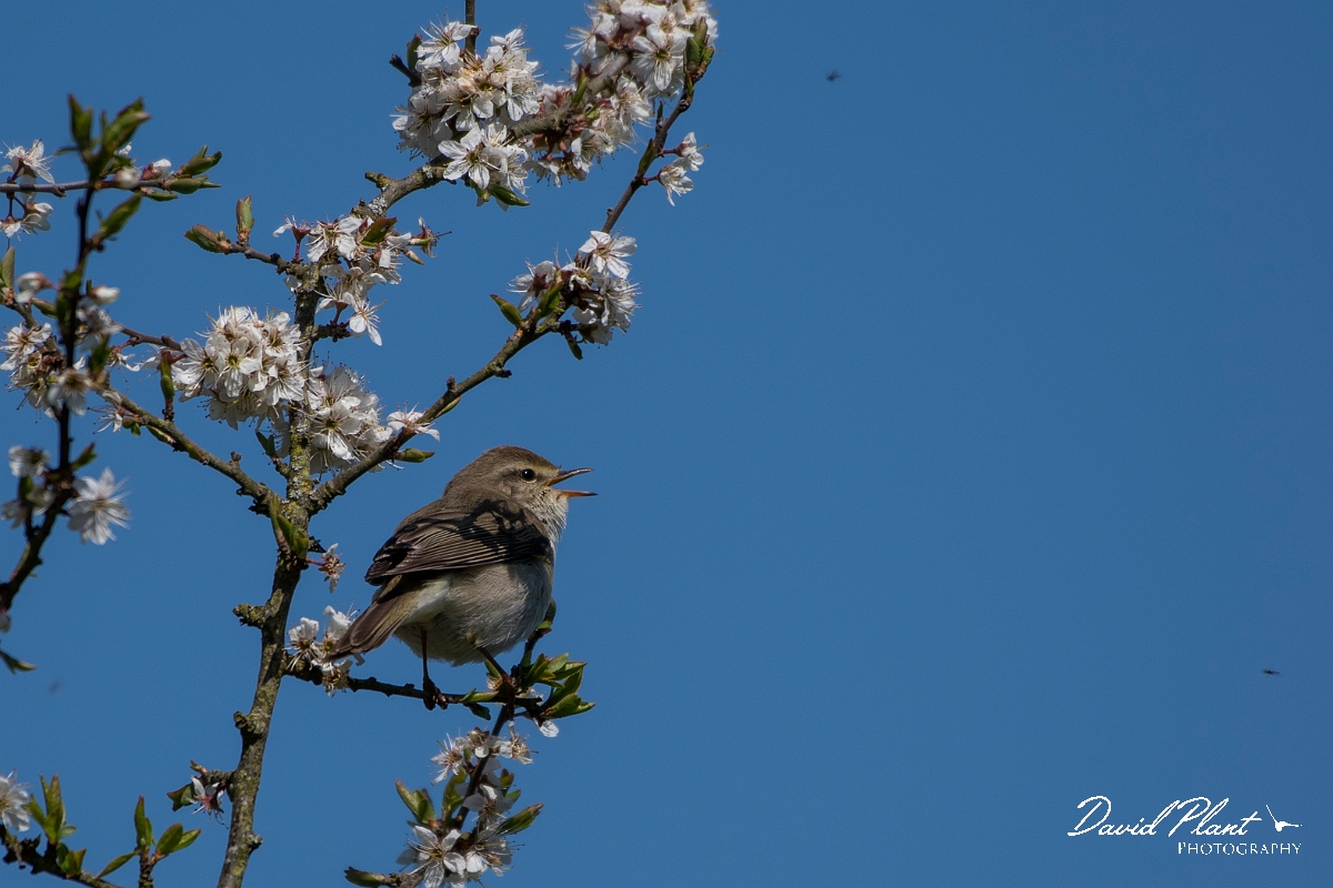 David Plant Photography - Wildlife Photography - Willow warbler - N.jpg - Willow warbler - Leicestershire