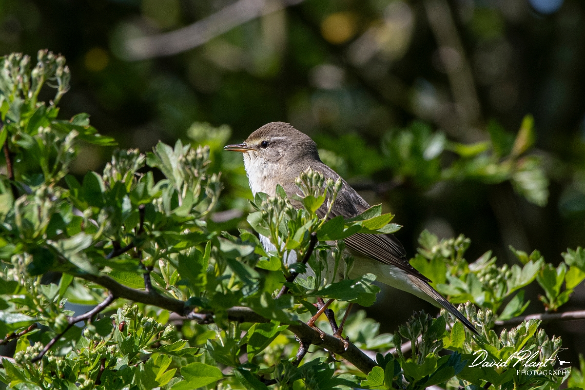 David Plant Photography - Wildlife Photography - Willow warbler - O.jpg - Willow warbler - Leicestershire