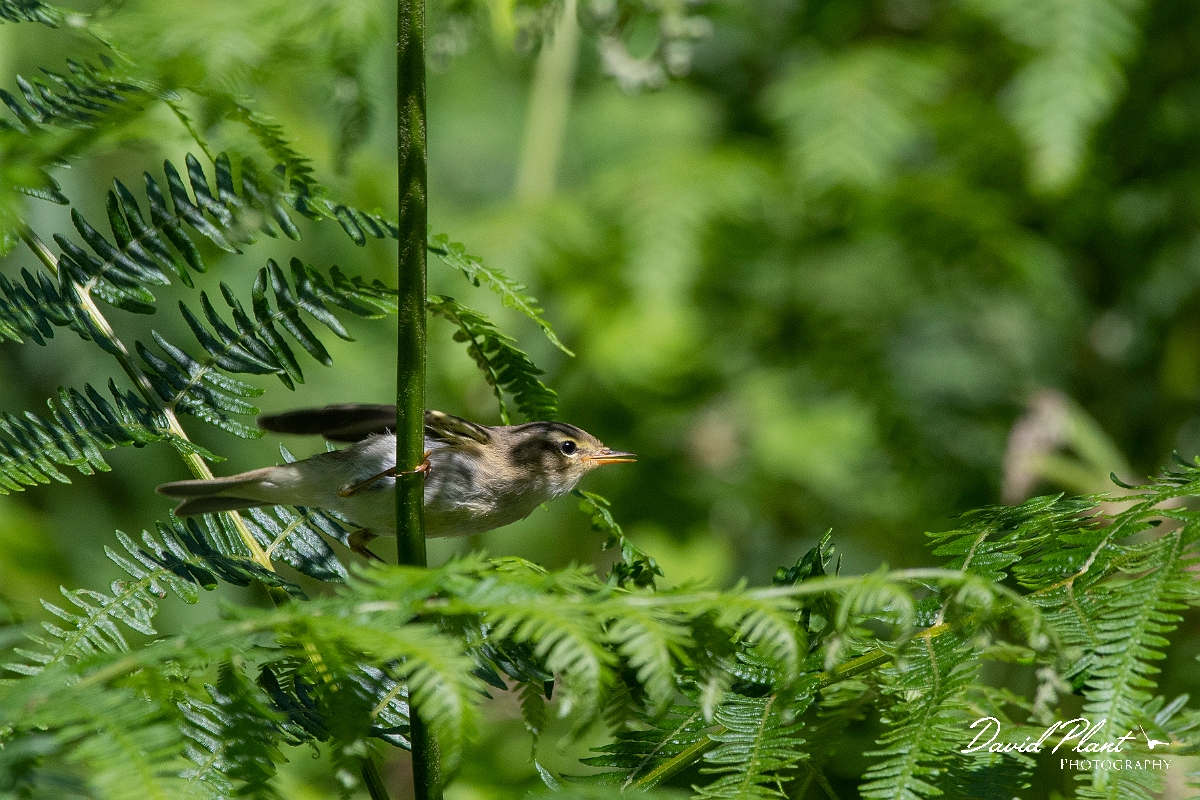 David Plant Photography - Wildlife Photography - Willow warbler - P.jpg - Willow warbler - Highlands