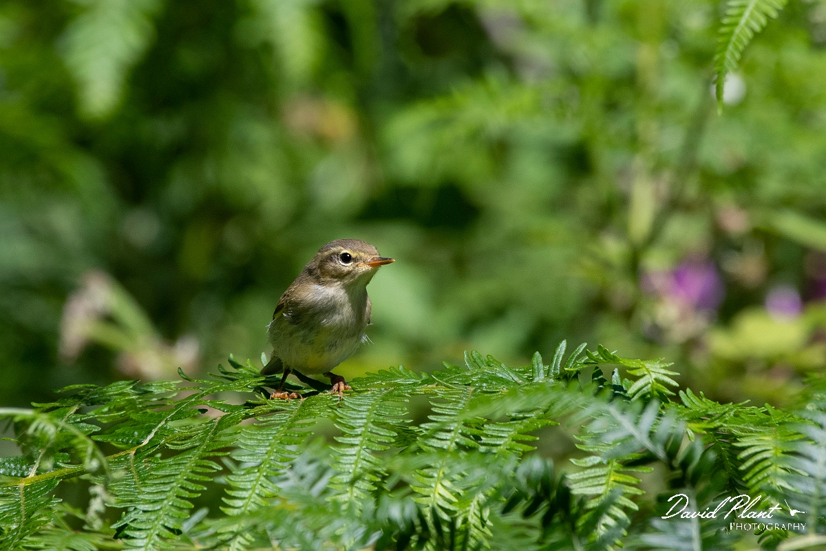David Plant Photography - Wildlife Photography - Willow warbler - Q.jpg - Willow warbler - Highlands