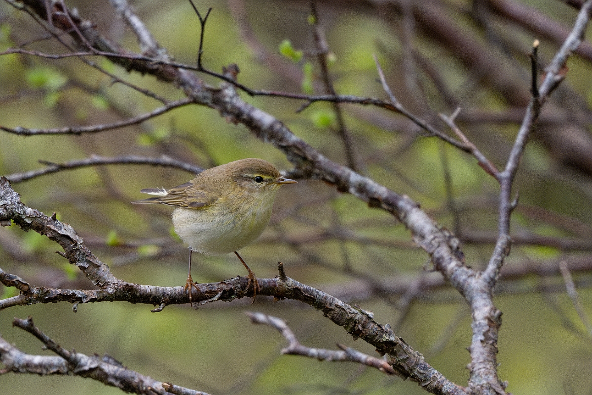 David Plant Photography - Wildlife Photography - Willow warbler - R.jpg - Willow warbler - Highlands