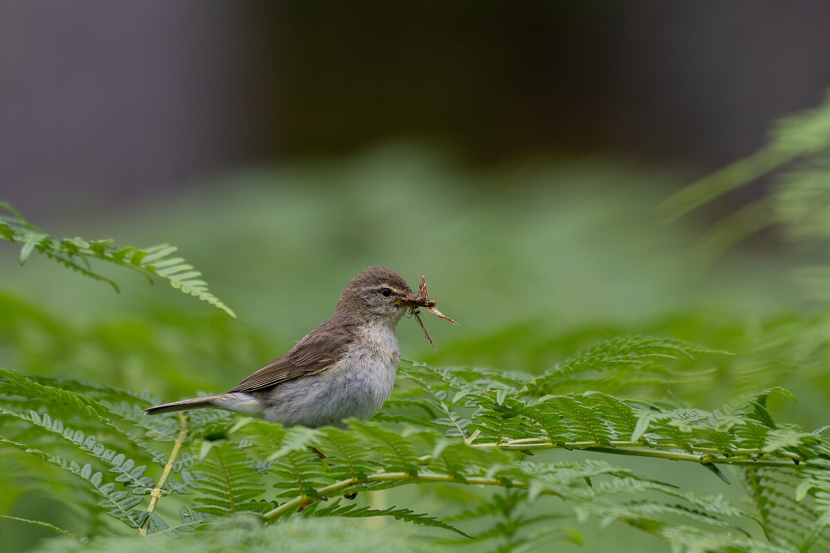 David Plant Photography - Wildlife Photography - Willow warbler - T.jpg - Willow warbler - Cairngorms