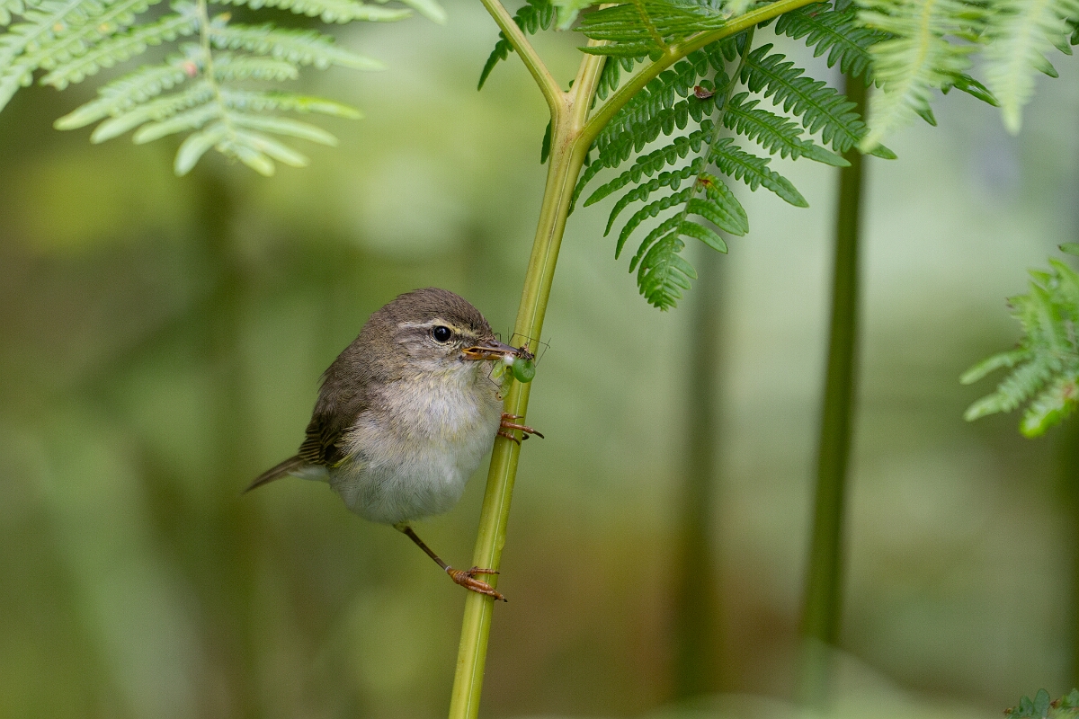 David Plant Photography - Wildlife Photography - Willow warbler - Y.jpg - Willow warbler - Cairngorms