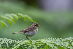 David Plant Photography - Wildlife Photography - Willow warbler - AA
