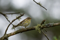 David Plant Photography - Wildlife Photography - Willow warbler - AB