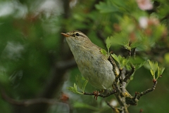 David Plant Photography - Wildlife Photography - Willow warbler - C