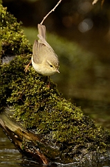 David Plant Photography - Wildlife Photography - Willow warbler - G