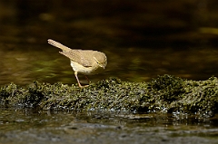 David Plant Photography - Wildlife Photography - Willow warbler - H