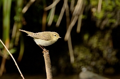 David Plant Photography - Wildlife Photography - Willow warbler - I