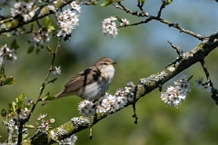 David Plant Photography - Wildlife Photography - Willow warbler - K