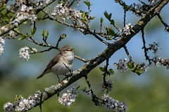 David Plant Photography - Wildlife Photography - Willow warbler - L