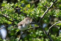 David Plant Photography - Wildlife Photography - Willow warbler - M