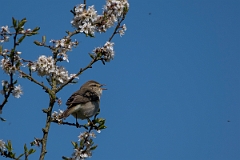 David Plant Photography - Wildlife Photography - Willow warbler - N