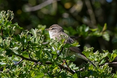 David Plant Photography - Wildlife Photography - Willow warbler - O