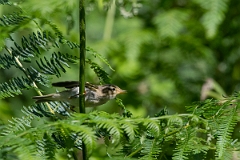 David Plant Photography - Wildlife Photography - Willow warbler - P