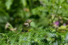 David Plant Photography - Wildlife Photography - Willow warbler - Q