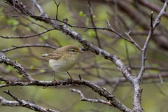David Plant Photography - Wildlife Photography - Willow warbler - R