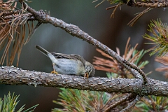 David Plant Photography - Wildlife Photography - Willow warbler - S