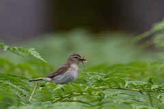 David Plant Photography - Wildlife Photography - Willow warbler - T