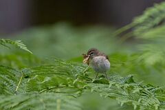 David Plant Photography - Wildlife Photography - Willow warbler - U