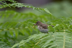 David Plant Photography - Wildlife Photography - Willow warbler - V