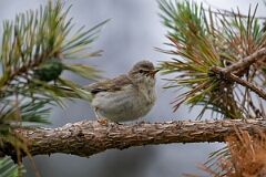 David Plant Photography - Wildlife Photography - Willow warbler - W