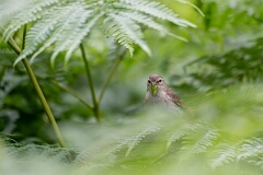David Plant Photography - Wildlife Photography - Willow warbler - X