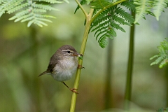 David Plant Photography - Wildlife Photography - Willow warbler - Y