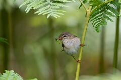 David Plant Photography - Wildlife Photography - Willow warbler - Z
