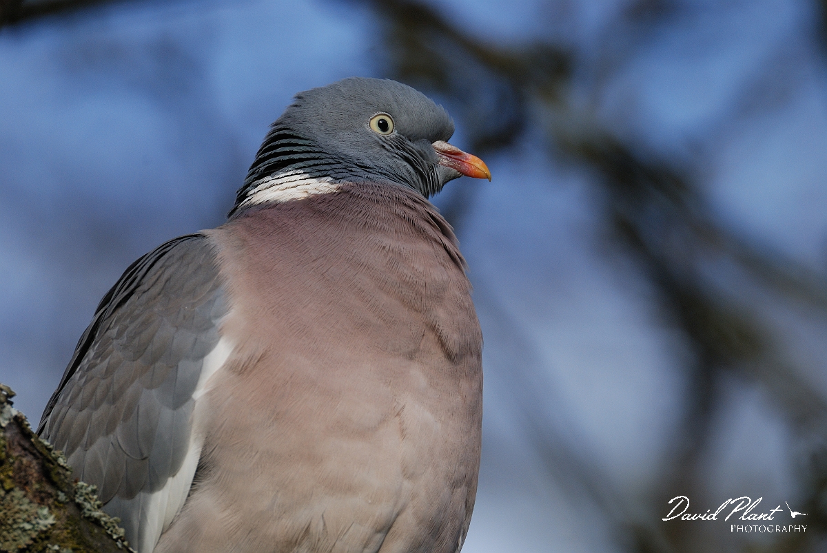 David Plant Photography - Wildlife Photographer - Wood pigeon head - B.JPG - Wood pigeon - Gloucestershire