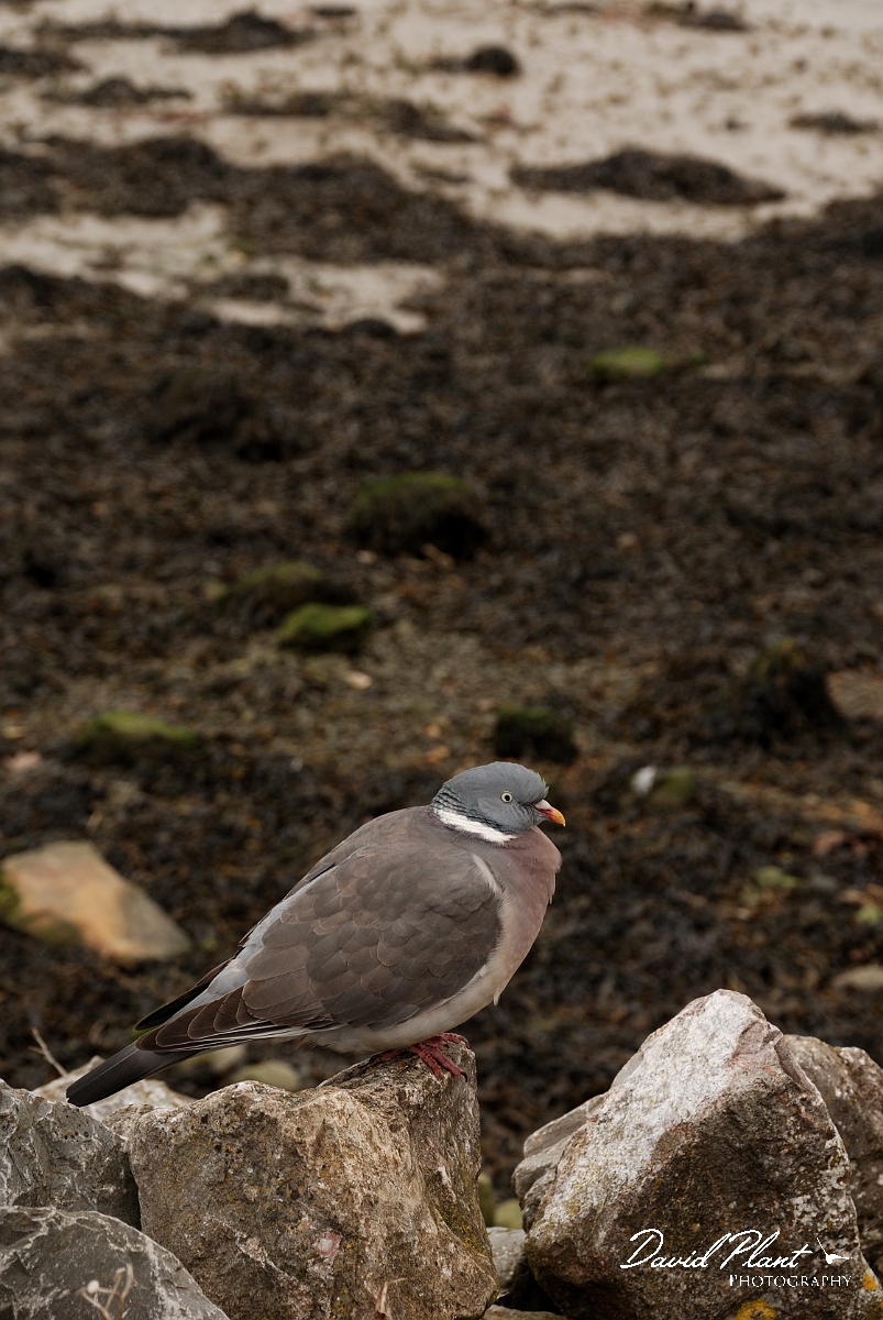 David Plant Photography - Wildlife Photography - Wood pigeon - C.jpg - Wood pigeon on beach - West Sussex