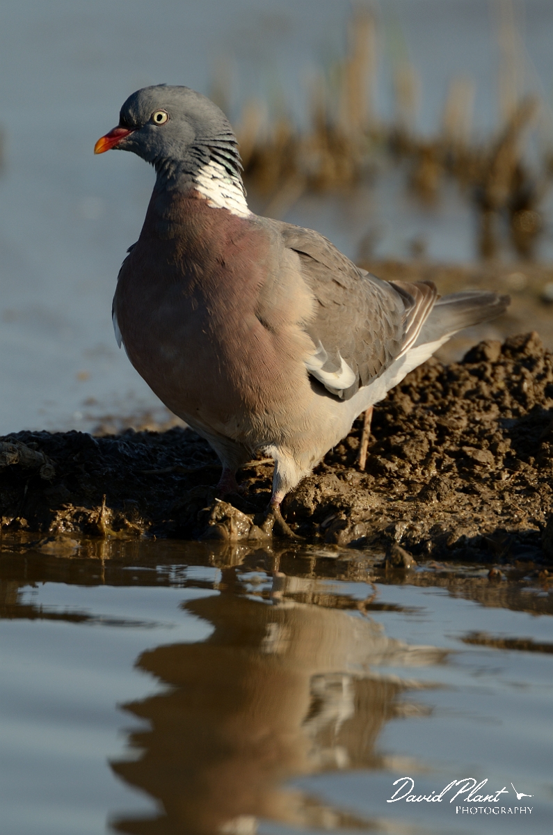 David Plant Photography - Wildlife Photography - Wood pigeon - J.jpg - Wood pigeon drinking - Norfolk