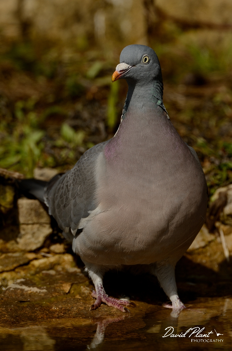 David Plant Photography - Wildlife Photography - Wood pigeon - K.jpg - Wood pigeon - Cotswolds