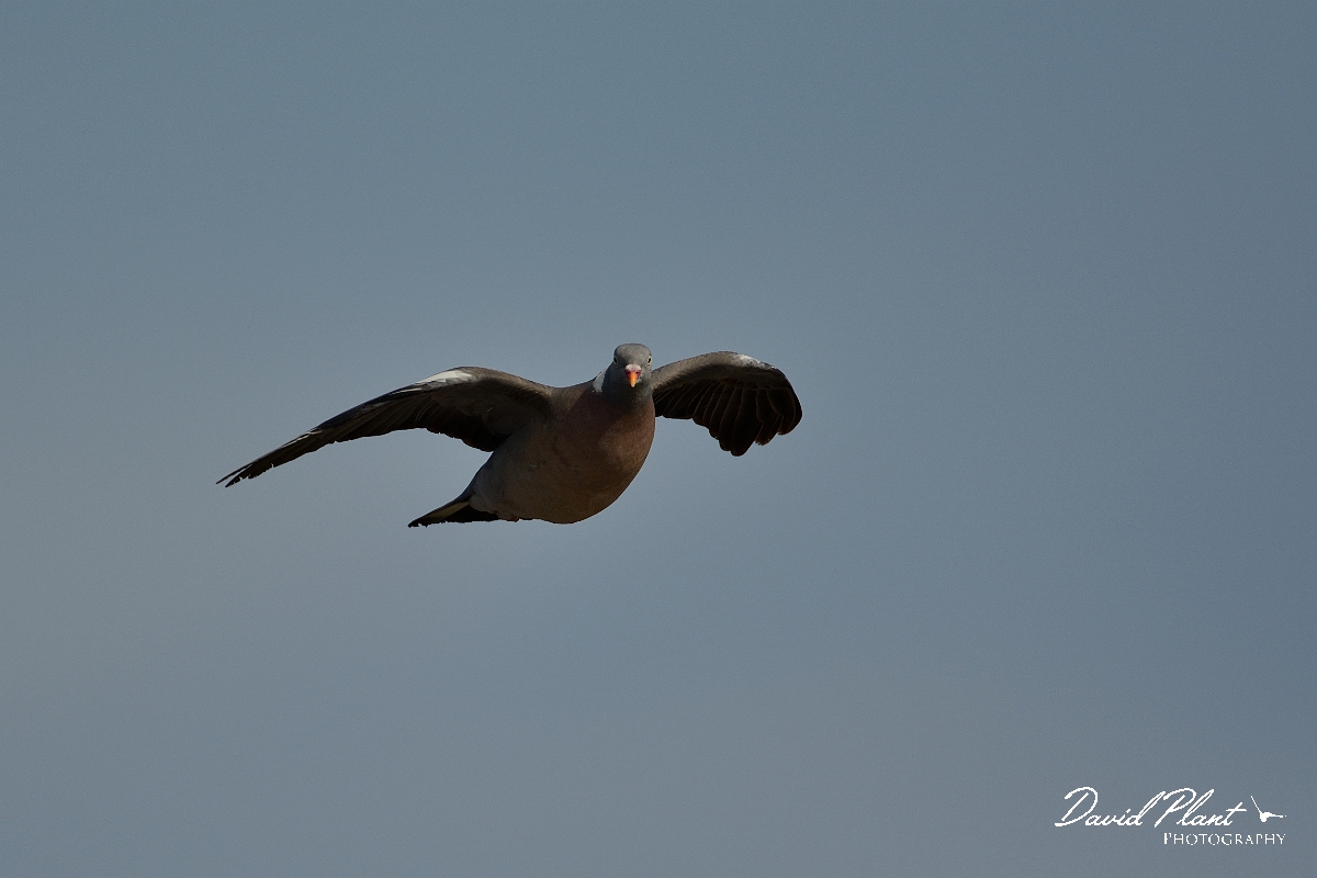 David Plant Photography - Wildlife Photography - Wood pigeon - L.jpg - Wood pigeon in flight - Norfolk