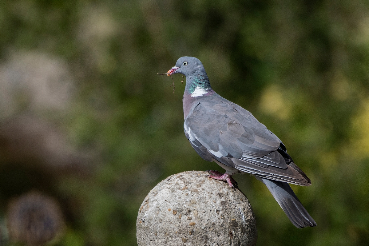 David Plant Photography - Wildlife Photography - Wood pigeon - O.JPG - Wood pigeon - Cotswolds