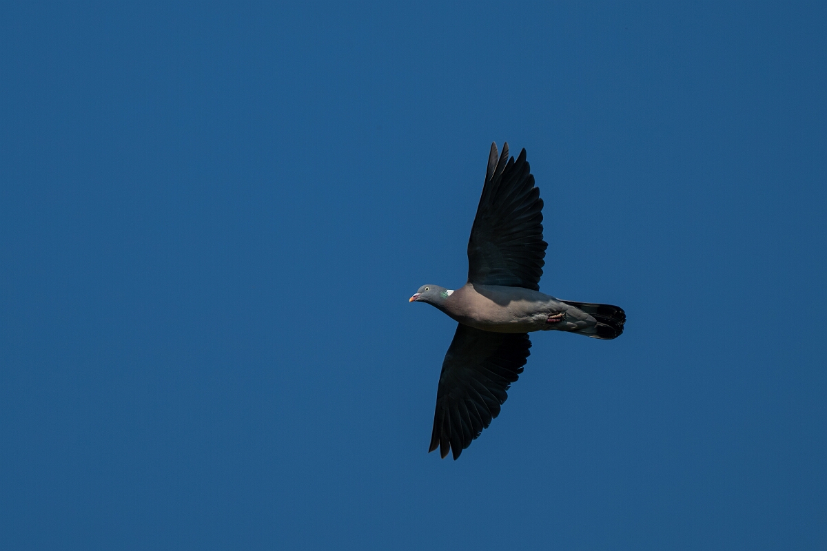 David Plant Photography - Wildlife Photography - Wood pigeon - U.jpg - Wood pigeon in flight - Cambridgeshire