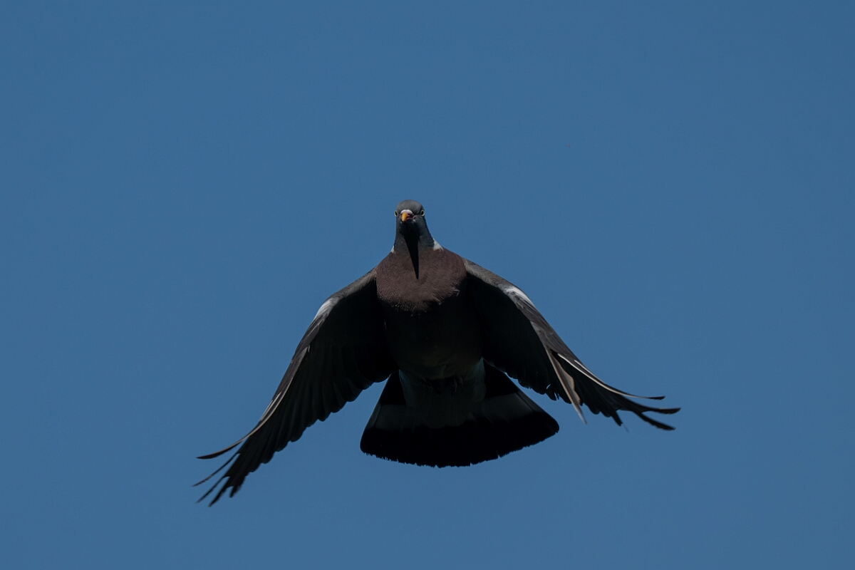 David Plant Photography - Wildlife Photography - Wood pigeon - V.jpg - Wood pigeon in flight - Cambridgeshire