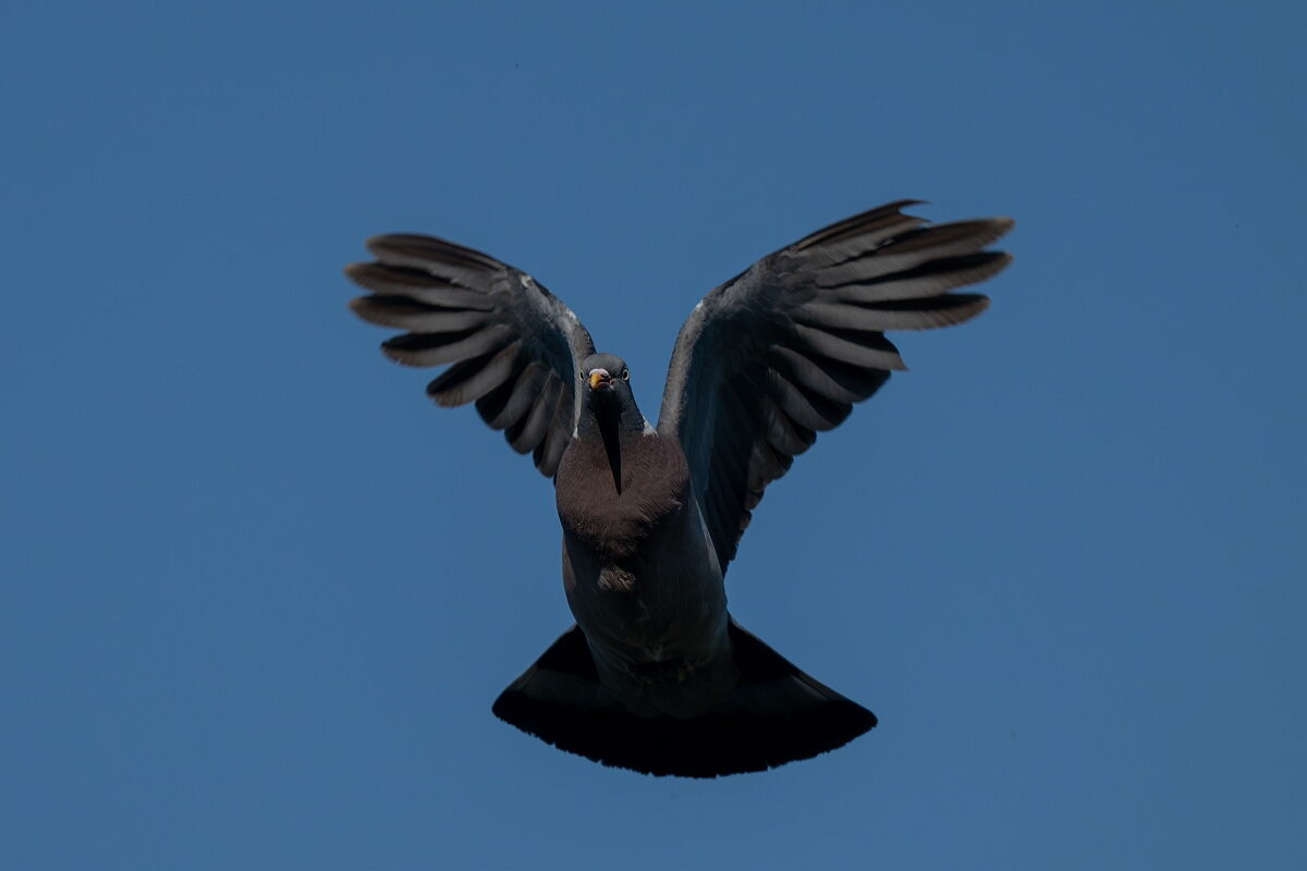 David Plant Photography - Wildlife Photography - Wood pigeon - W.jpg - Wood pigeon in flight - Cambridgeshire