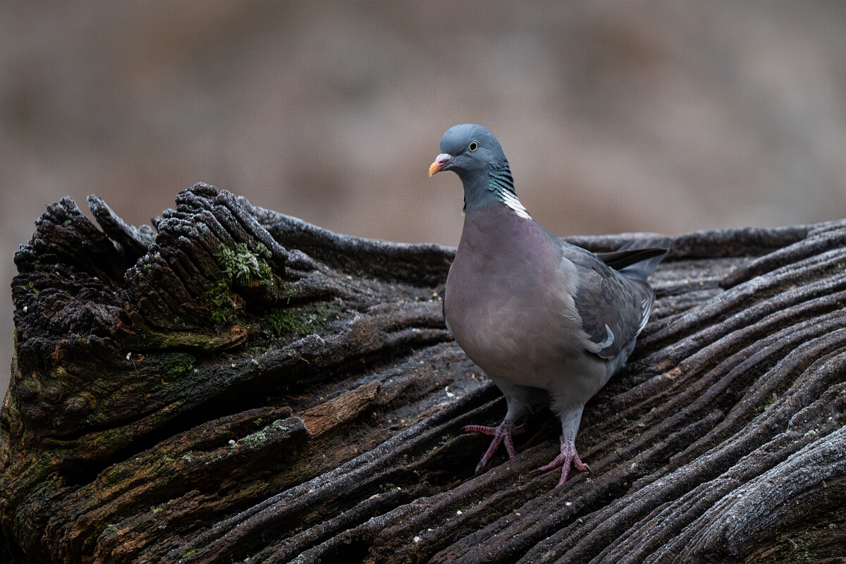 David Plant Photography - Wildlife Photography - Wood pigeon - X.jpg - Wood pigeon - Gloucestershire