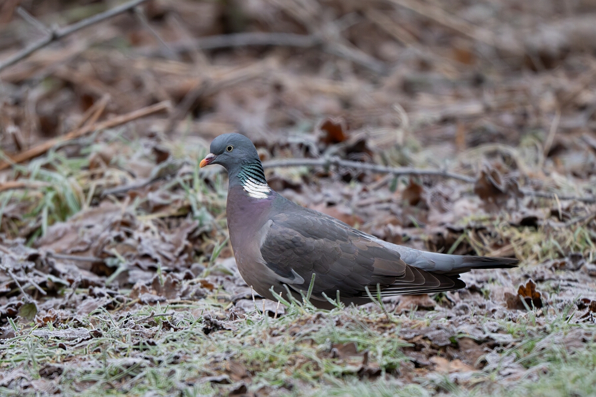 David Plant Photography - Wildlife Photography - Wood pigeon - Y.jpg - Wood pigeon - Gloucestershire