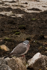 David Plant Photography - Wildlife Photography - Wood pigeon - C