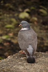 David Plant Photography - Wildlife Photography - Wood pigeon - D