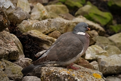 David Plant Photography - Wildlife Photography - Wood pigeon - E