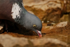 David Plant Photography - Wildlife Photography - Wood pigeon - F