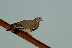 David Plant Photography - Wildlife Photography - Wood pigeon - H