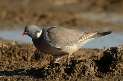 David Plant Photography - Wildlife Photography - Wood pigeon - I