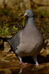 David Plant Photography - Wildlife Photography - Wood pigeon - K