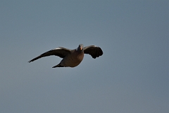 David Plant Photography - Wildlife Photography - Wood pigeon - L